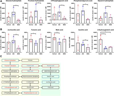 α-Mangostin Alleviated HIF-1α-Mediated Angiogenesis in Rats With Adjuvant-Induced Arthritis by Suppressing Aerobic Glycolysis